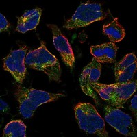 Anti-HIGD1B Antibody