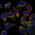 Anti-HIGD1B Antibody