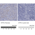 Anti-CFTR Antibody