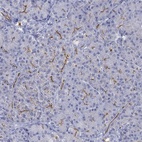 Immunohistochemical staining of human pancreas shows high expression.