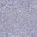 Immunohistochemical staining of human pancreas shows high expression.