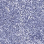 Immunohistochemical staining of human lymph node shows low expression as expected.