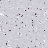 Anti-MAPK8IP1 Antibody