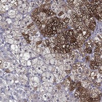 Anti-PCSK1 Antibody