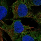Anti-PLAAT5 Antibody