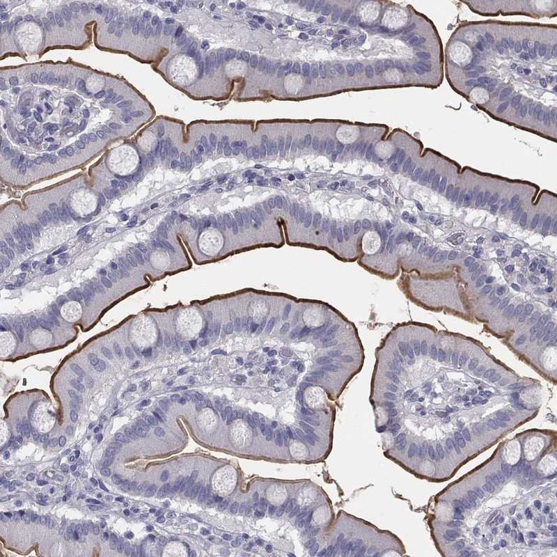 Anti-MUC13 Antibody