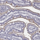 Anti-MUC13 Antibody