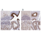 Immunohistochemical staining of human cerebellum, epididymis, stomach and testis using Anti-GOLGA5 antibody HPA000992 (A) shows similar protein distribution across tissues to independent antibody HPA063876 (B).