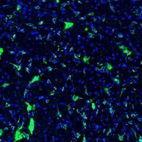 Immunofluorescence staining of mouse mesencephalic reticular formation shows strong immunoreactivity in a subset of neurons.