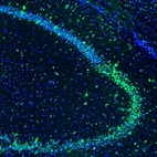 Immunofluorescence staining of mouse hippocampus shows immunoreactivity in a subset of neurons in the CA3 area.