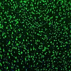 Immunofluorescence staining of mouse motor cortex shows strong cytoplasmic immunoreactivity in neurons.