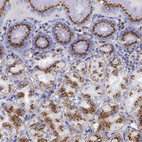 Immunohistochemical staining of human stomach shows moderate to strong granular cytoplasmic positivity in glandular cells.
