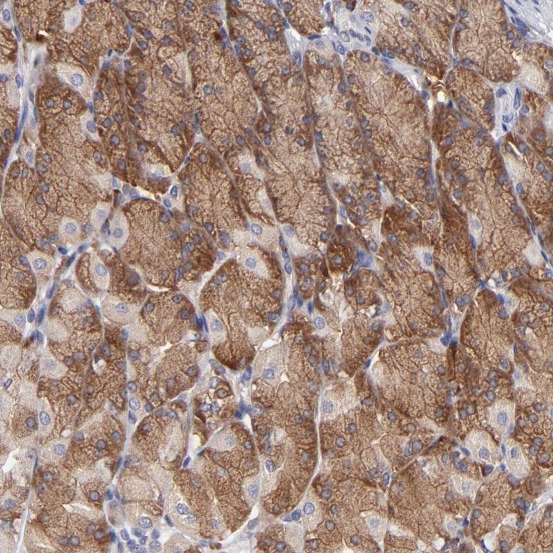 Anti-EIF3L Antibody
