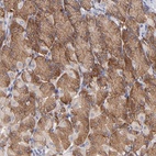 Anti-EIF3L Antibody