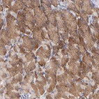 Anti-EIF3L Antibody