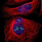 Immunofluorescent staining of human cell line U-2 OS shows localization to nucleus & nucleoli.