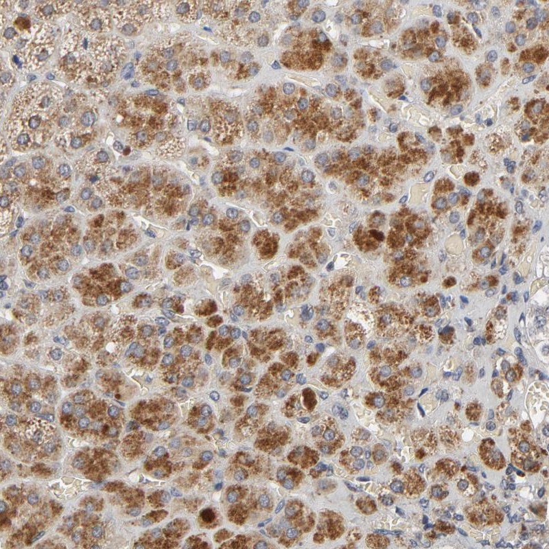 Anti-C14orf119 Antibody