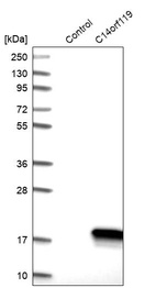 Western blot analysis in control (vector only transfected HEK293T lysate) and C14orf119 over-expression lysate (Co-expressed with a C-terminal myc-DDK tag (~3.1 kDa) in mammalian HEK293T cells, LY413438).