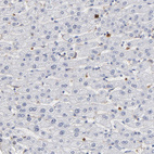 Anti-PNMA1 Antibody