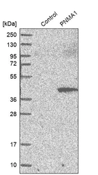 Western blot analysis in control (vector only transfected HEK293T lysate) and PNMA1 over-expression lysate (Co-expressed with a C-terminal myc-DDK tag (~3.1 kDa) in mammalian HEK293T cells, LY416921).