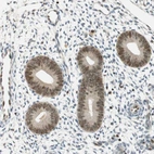 Immunohistochemical staining of human endometrium shows moderate nuclear positivity in glandular cells.