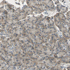 Immunohistochemical staining of human pancreas shows very weak cytoplasmic positivity in exocrine glandular cells.