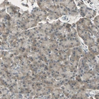 Immunohistochemical staining of human pancreas shows very weak cytoplasmic positivity in exocrine glandular cells.
