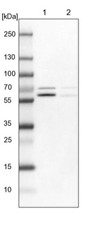 Lane 1: NIH-3T3 cell lysate (Mouse embryonic fibroblast cells)_br/_Lane 2: NBT-II cell lysate (Rat Wistar bladder tumour cells)