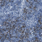 Immunohistochemical staining of human lymph node shows high expression.