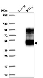 Western blot analysis in control (vector only transfected HEK293T lysate) and EQTN over-expression lysate (Co-expressed with a C-terminal myc-DDK tag (~3.1 kDa) in mammalian HEK293T cells, LY431817).