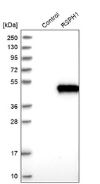 Western blot analysis in control (vector only transfected HEK293T lysate) and RSPH1 over-expression lysate (Co-expressed with a C-terminal myc-DDK tag (~3.1 kDa) in mammalian HEK293T cells, LY409012).