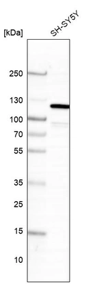 Western blot analysis in human cell line SH-SY5Y.