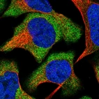 Immunofluorescent staining of human cell line U-2 OS shows localization to cytosol.