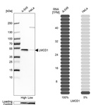 Western blot analysis in human cell lines A-549 and HeLa using Anti-LMCD1 antibody. Corresponding LMCD1 RNA-seq data are presented for the same cell lines. Loading control: Anti-COX4I1.