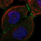 Immunofluorescent staining of human cell line A-431 shows localization to plasma membrane & cell junctions.