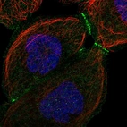 Immunofluorescent staining of human cell line A-431 shows localization to plasma membrane & cell junctions.