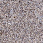 Immunohistochemical staining of human pancreas shows moderate granular cytoplasmic positivity in exocrine glandular cells.