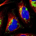 Immunofluorescent staining of human cell line U-2 OS shows localization to mitochondria.