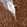 Anti-RHPN1 Antibody