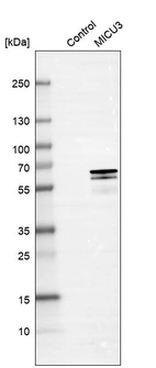 Western blot analysis in control (vector only transfected HEK293T lysate) and MICU3 over-expression lysate (Co-expressed with a C-terminal myc-DDK tag (~3.1 kDa) in mammalian HEK293T cells, LY405638).