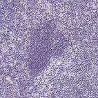 Immunohistochemical staining of human lymph node shows no positivity in non-germinal center cells as expected.