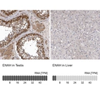 Anti-ENAH Antibody