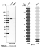 Western blot analysis in human cell lines U2OS and MCF-7 using Anti-ENAH antibody. Corresponding ENAH RNA-seq data are presented for the same cell lines. Loading control: Anti-GAPDH.