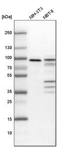 Western blot analysis in mouse cell line NIH-3T3 and rat cell line NBT-II.