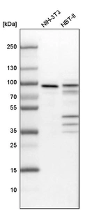 Western blot analysis in mouse cell line NIH-3T3 and rat cell line NBT-II.