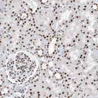 Immunohistochemical staining of human kidney shows strong nuclear positivity in cells in tubules and cells in glomeruli.