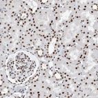 Immunohistochemical staining of human kidney shows strong nuclear positivity in cells in tubules and cells in glomeruli.