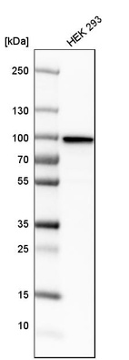Western blot analysis in human cell line HEK 293.