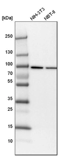 Western blot analysis in mouse cell line NIH-3T3 and rat cell line NBT-II.