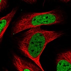 Immunofluorescent staining of human cell line U-2 OS shows localization to nucleoplasm.